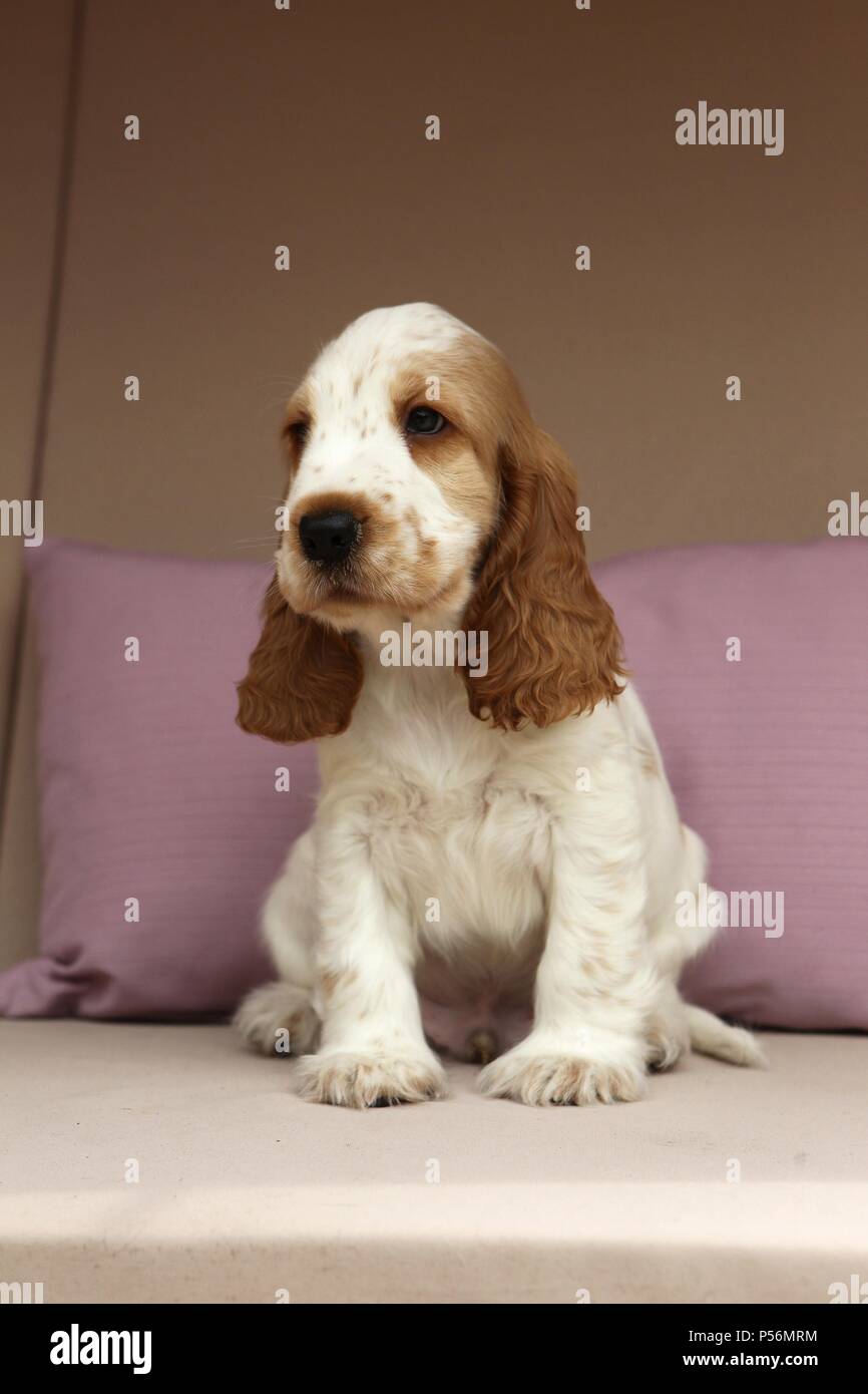 Cocker Spaniel Ingles Cachorro Fotografia De Stock Alamy Cocker Spaniel Ingles Cachorro Fotografia De Stock Alamy