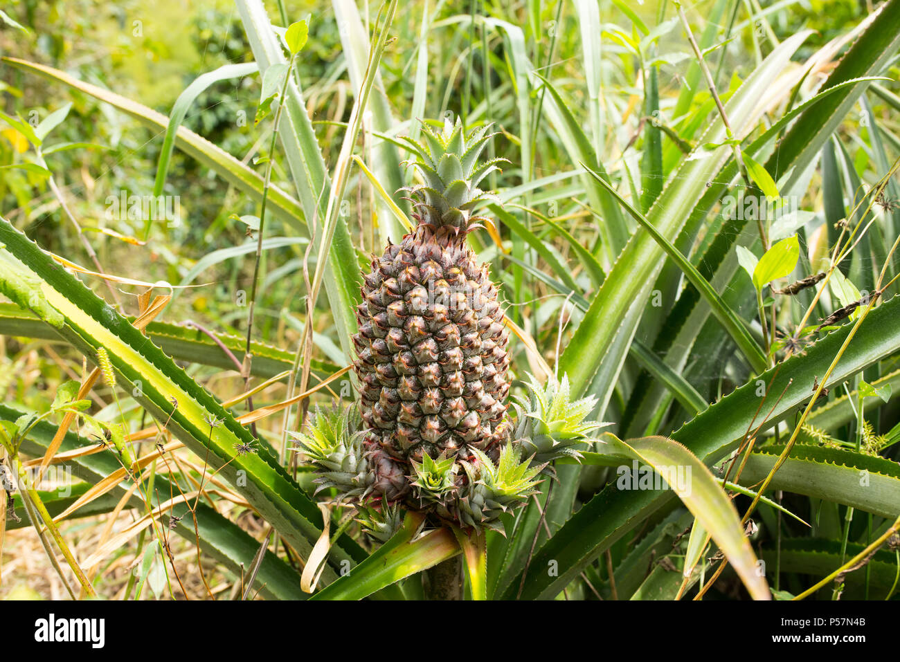 Primer plano de una planta de piña en Jericó, Colombia, en el estado de Antioquia. Foto de stock