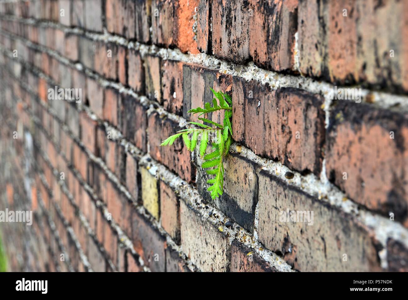 La supervivencia de una planta en una pared. Foto de stock