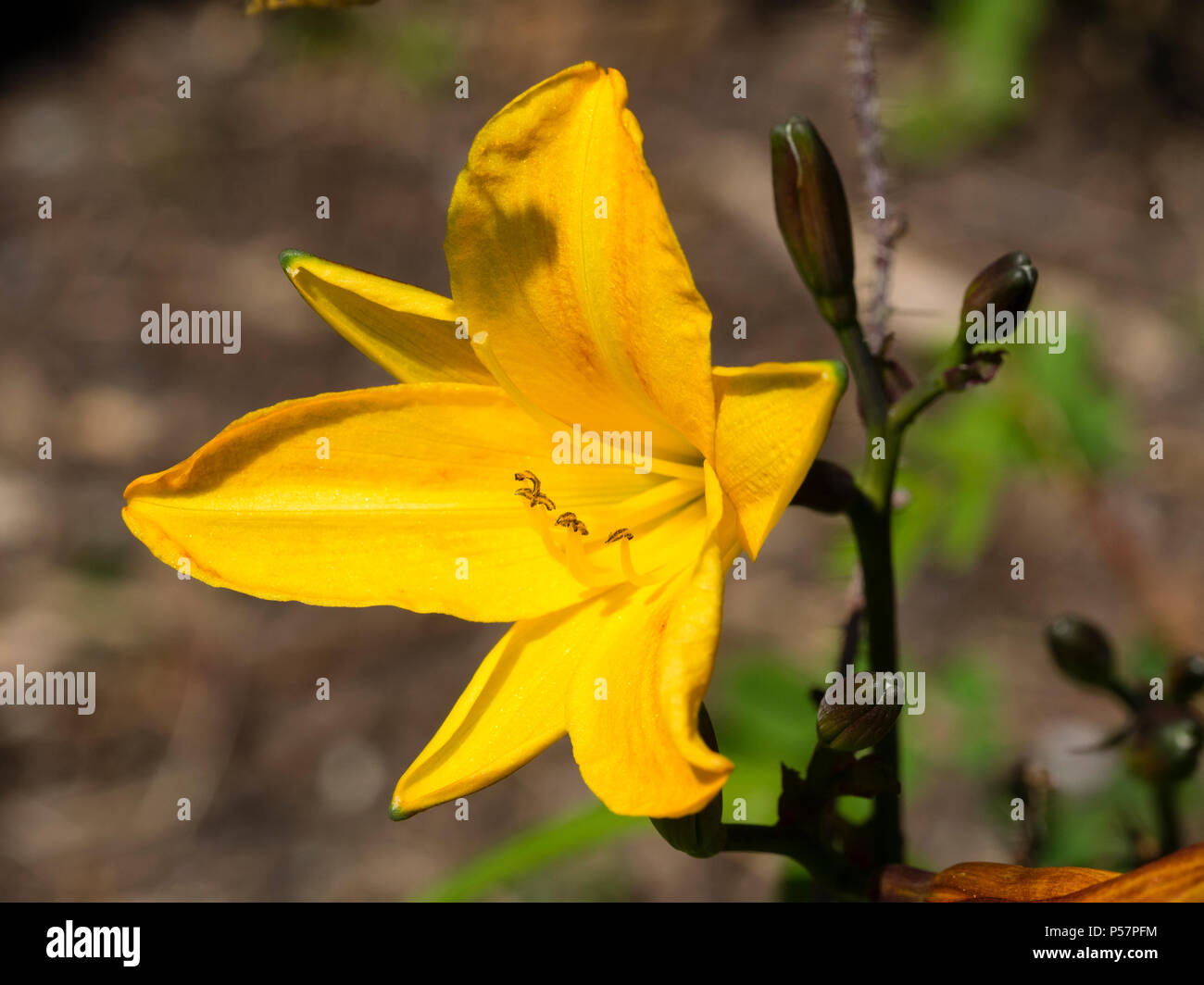 Amarillo oscuro de las flores perfumadas, florece a mediados del verano, daylily Hemerocallis 'Golden Chimes' Foto de stock
