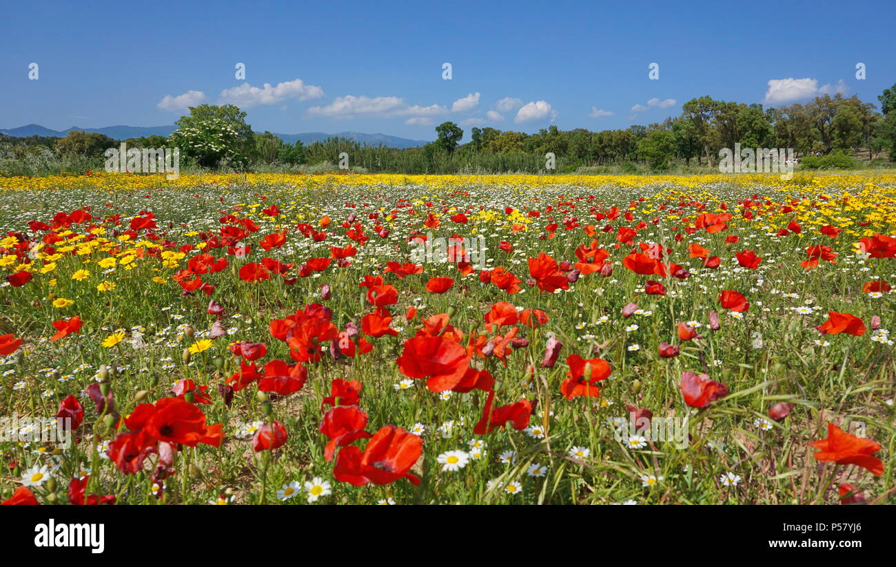 Campo de amapolas, con flores de caléndula y manzanilla de maíz de maíz, España, Alt Empordà, Girona, Cataluña Foto de stock