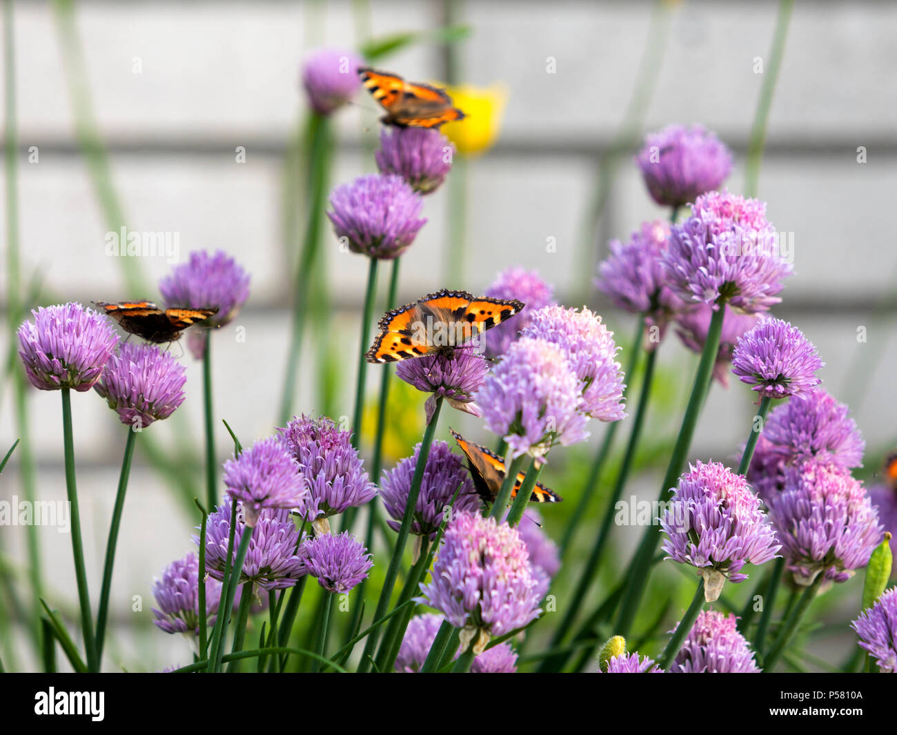 Tortoiseshell pequeñas mariposas alimentándose de cebollino flores Foto de stock