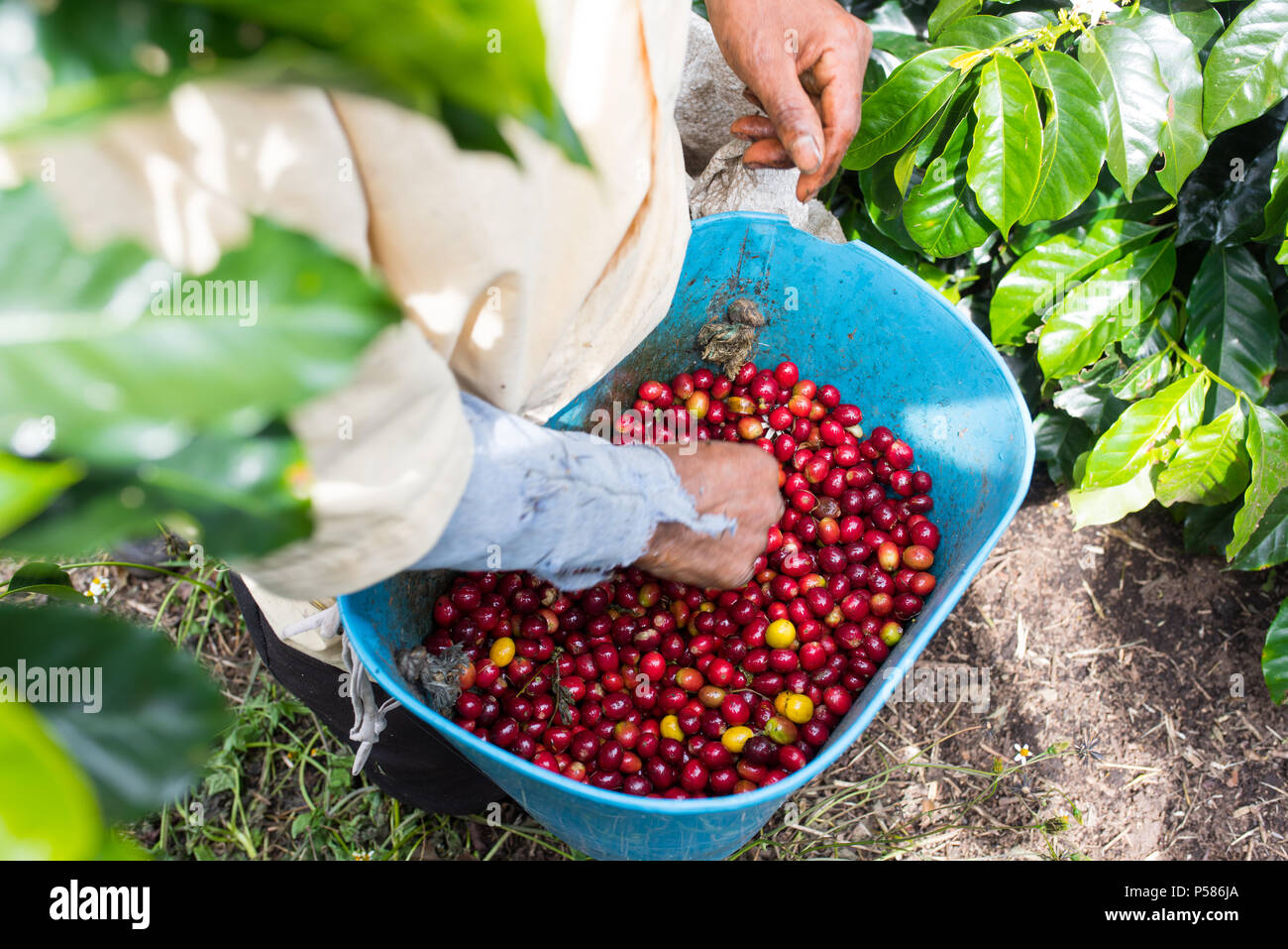 Campo de cafe fotografías e imágenes de alta resolución Alamy