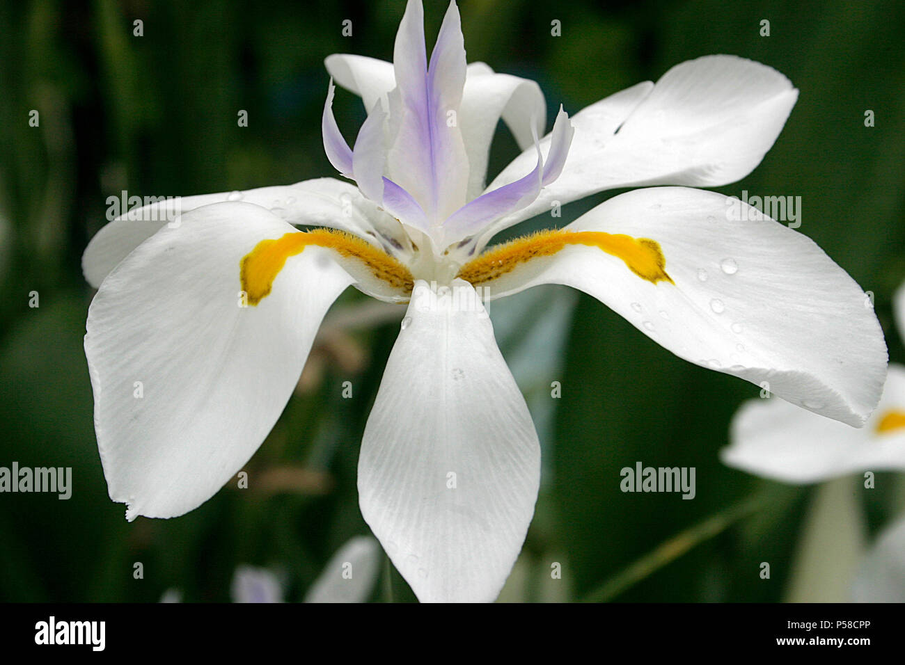 Cierre de Iris blanco flor Fotografía de stock - Alamy Cierre de Iris blanco flor Fotografía de stock - Alamy