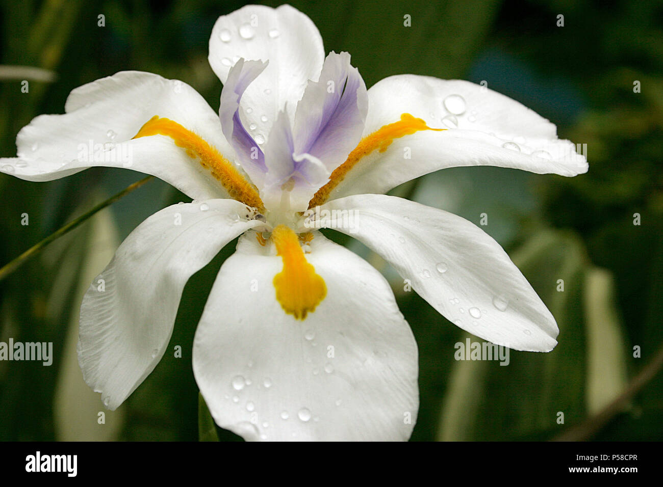 Cierre de Iris blanco flor Fotografía de stock - Alamy