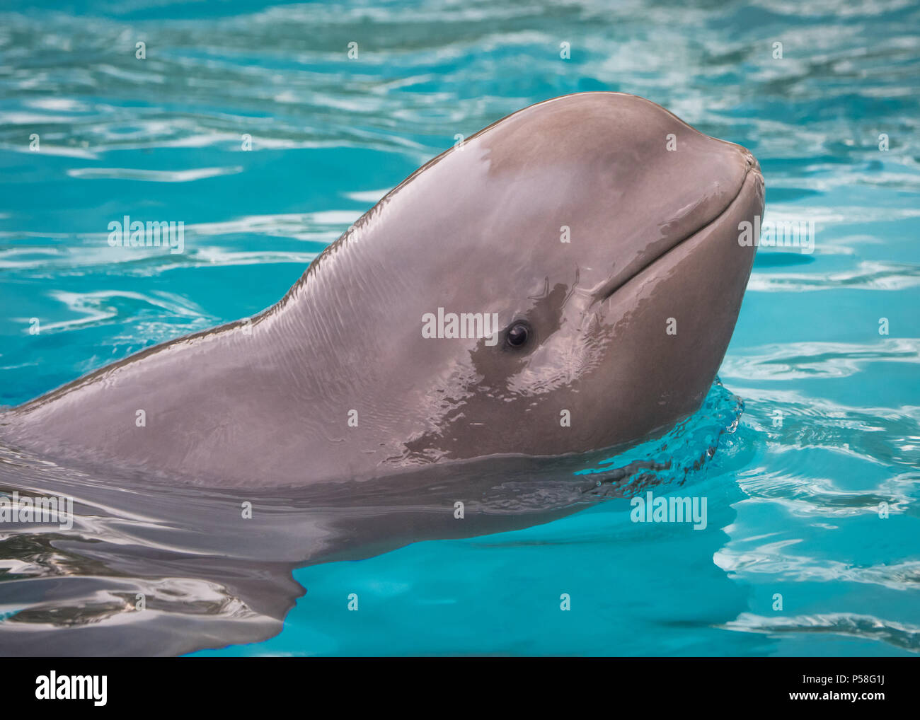 Bebe Beluga Fotos E Imagenes De Stock Alamy