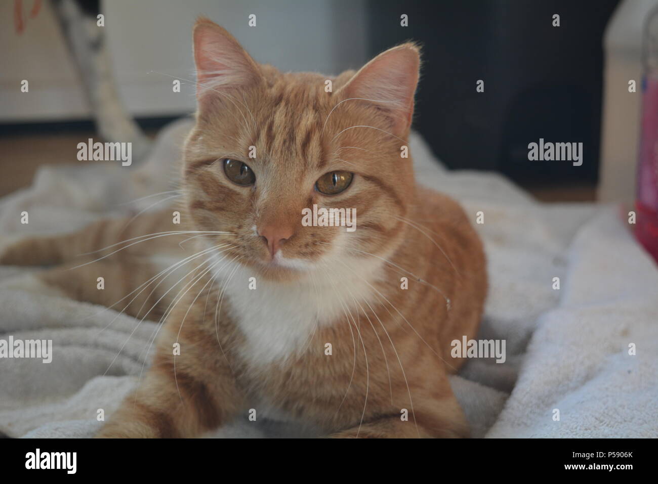 Sleepy macho naranja y blanco gato atigrado recostada sobre una toalla Foto de stock
