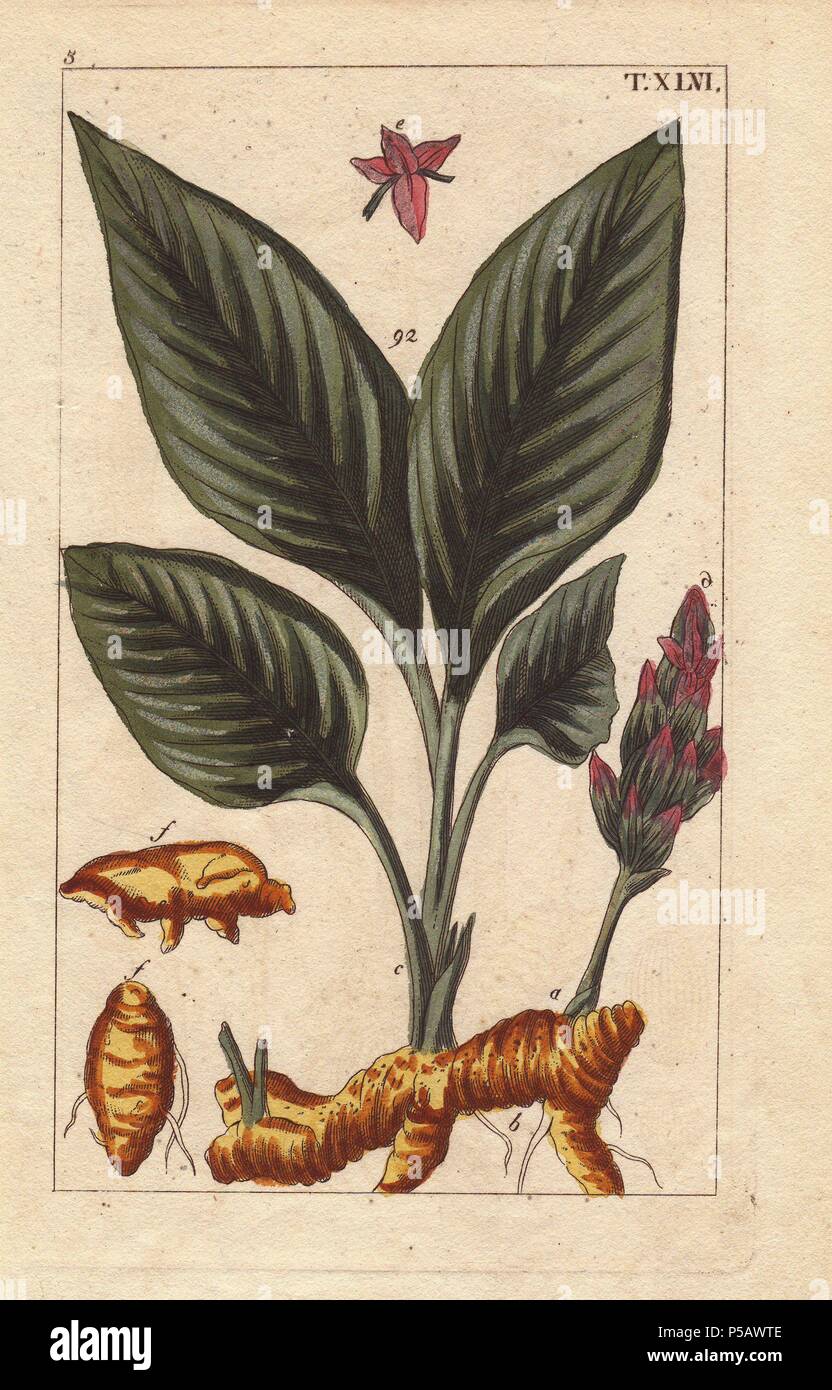La cúrcuma flor, las hojas y la raíz, el rizoma Curcuma longa. Copperplate  Handcolored grabado de una Ilustración botánica por J. Schaly de G. T.  Wilhelm 'Unterhaltungen aus der Naturgeschichte