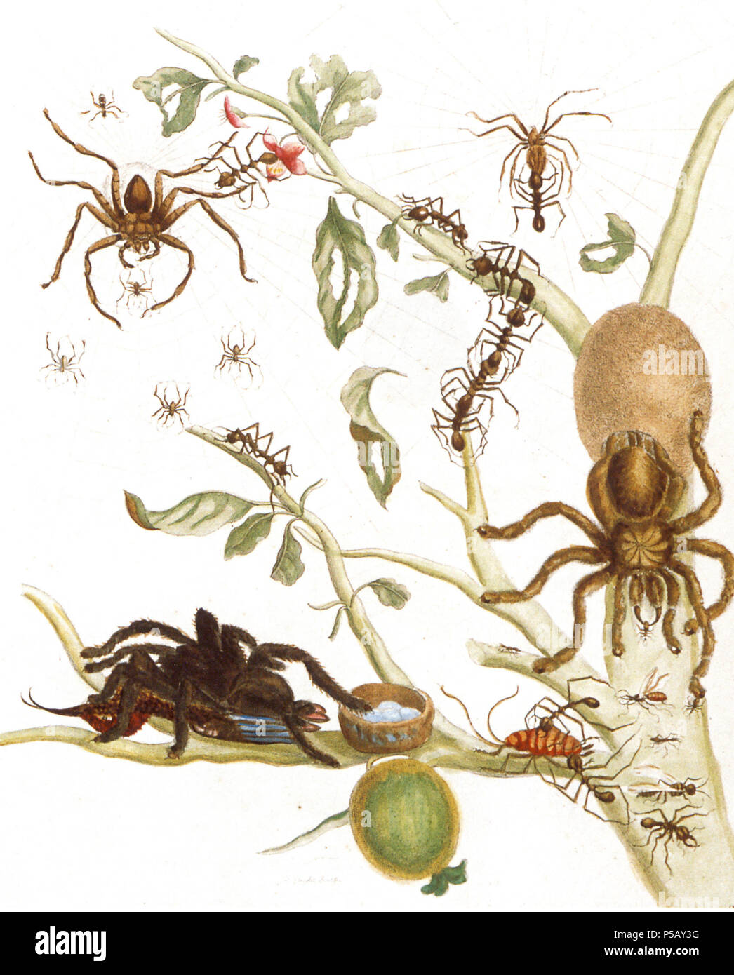Arañas y hormigas fotografías e imágenes de alta resolución - Alamy