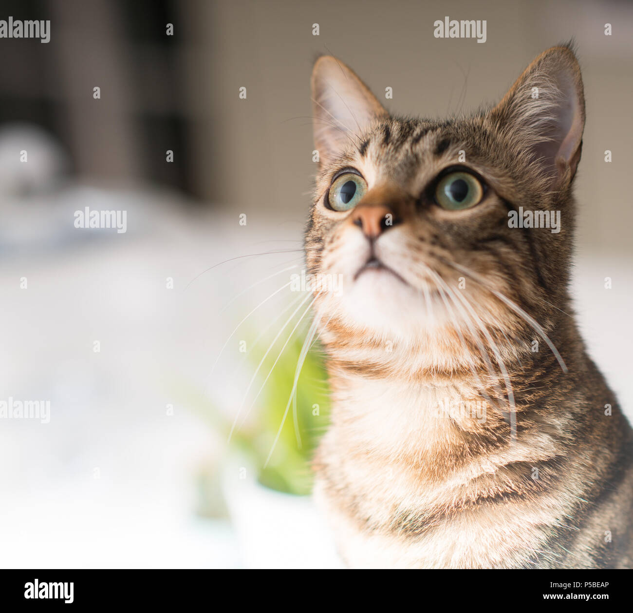 Hermoso gato doméstico relajado en casa Foto de stock