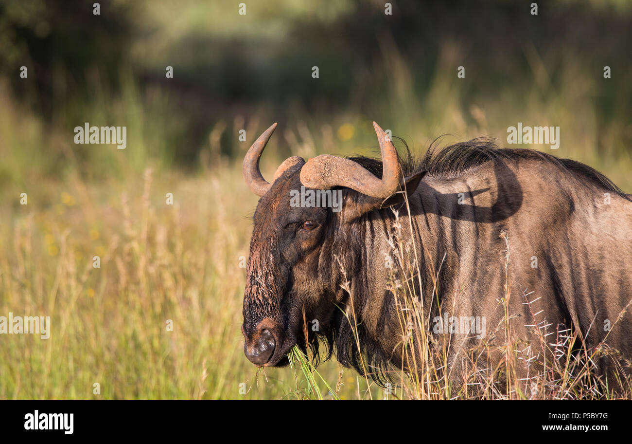 Blue Wildebeest o brindled GNU (Connochaetes taurinus) Boca llena o llena de hierba en la naturaleza en el Parque Nacional Pilanesberg, Sudáfrica Foto de stock