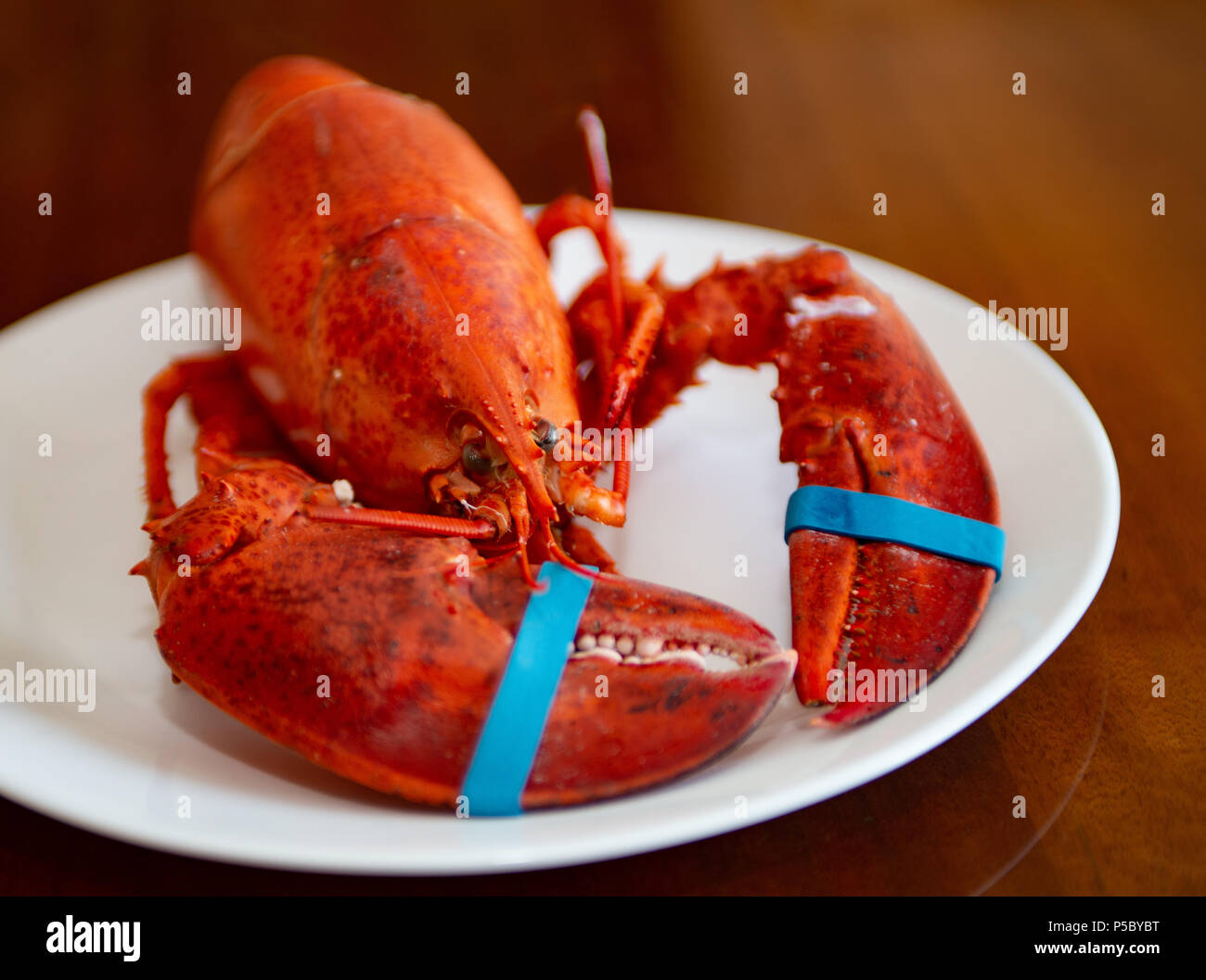 Cuerpo de langosta fotografías e imágenes de alta resolución Alamy