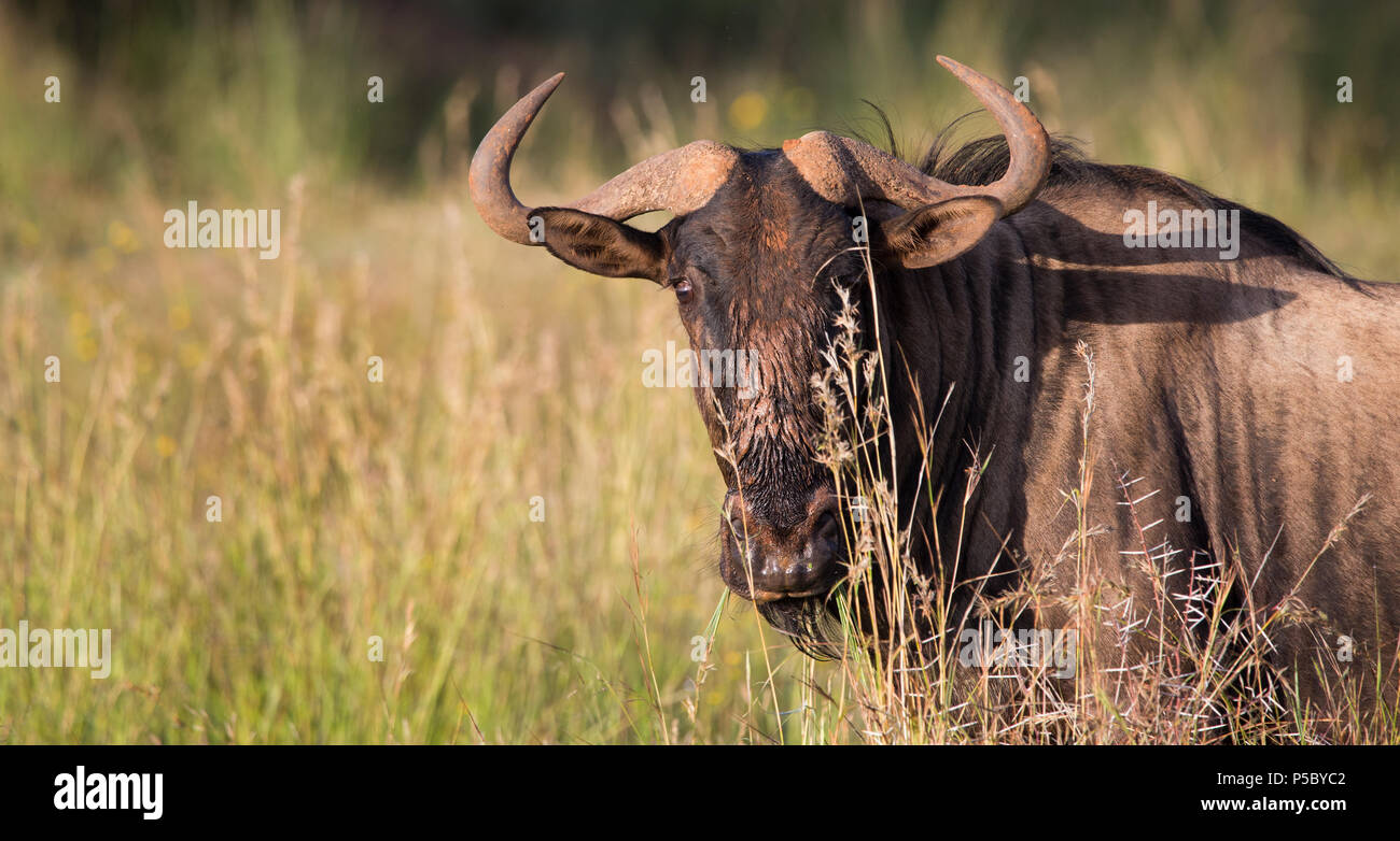 Blue Wildebeest, Brindled GNU (Connochaetes taurinus) con boca o boca llena de hierba en el Parque Nacional Pilanesberg, Sudáfrica Foto de stock