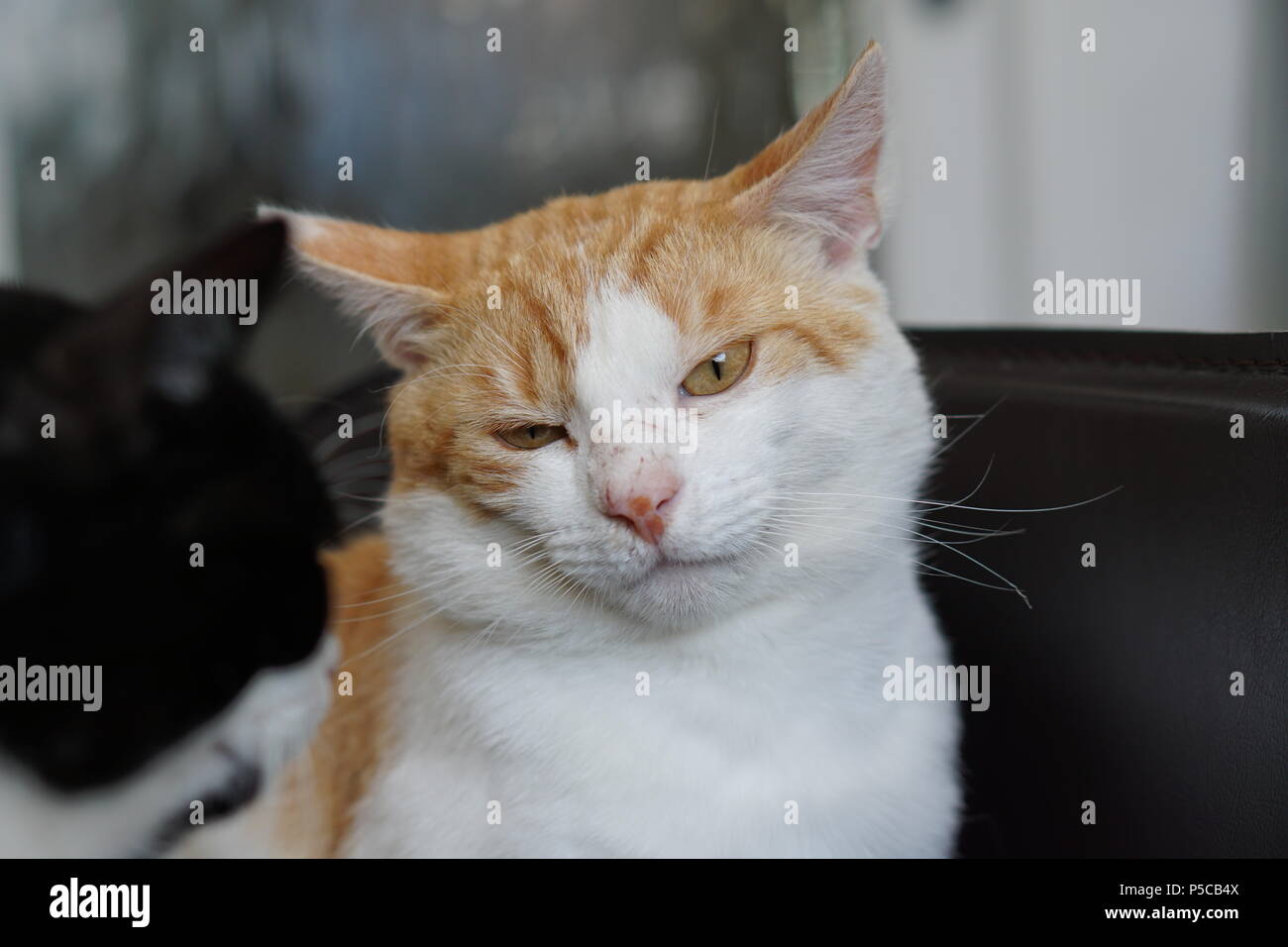 Awkward cat pose fotografías e imágenes de alta resolución - Alamy