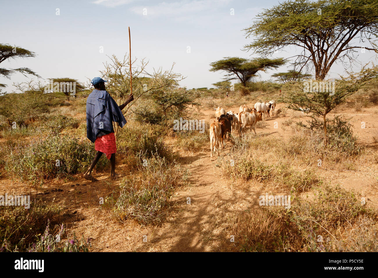 Pastores de cabras en el secado paisaje de ciudad provincial Isiolo. Durante años, el norte de Kenya ha sufrido particularmente por la falta de agua. Foto de stock