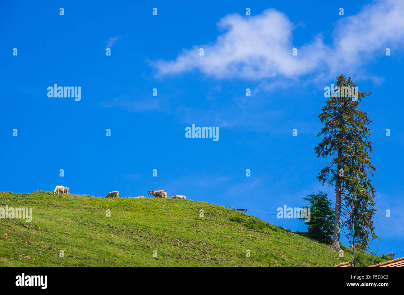 Idilio rural de montaña con vacas en los Alpes Suizos, aldea Gais, el cantón de Appenzell Ausserrhoden, Suiza. Foto de stock