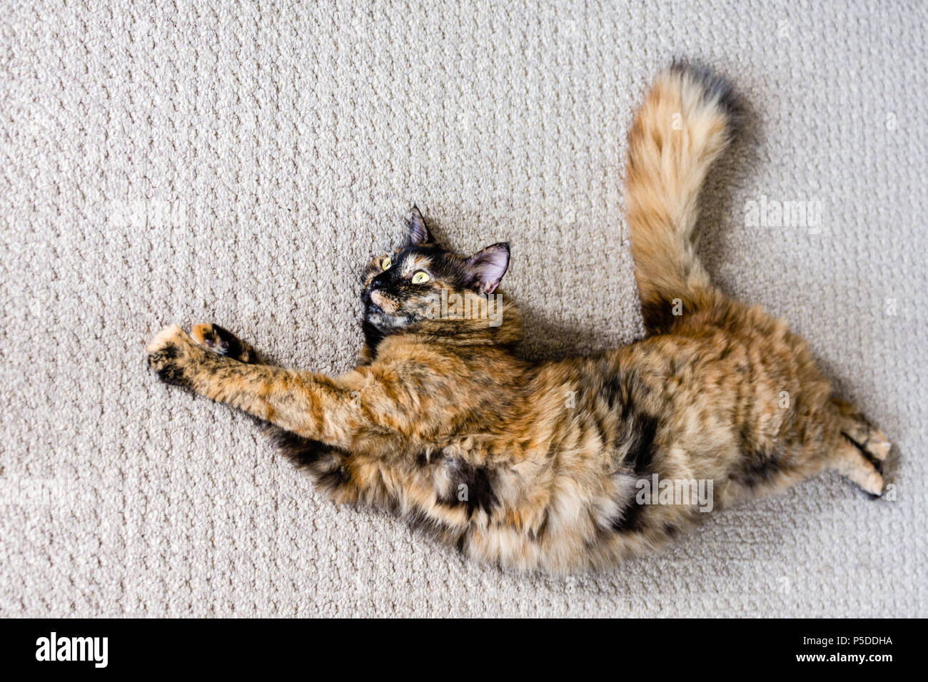 Chimera cat fotografías e imágenes de alta resolución - Alamy