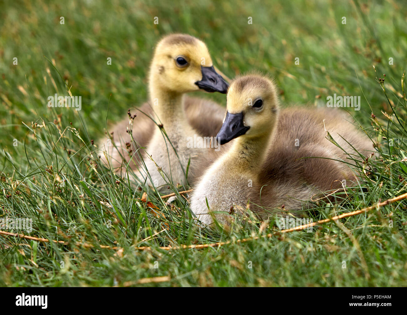 Fluffy Gansos Foto de stock