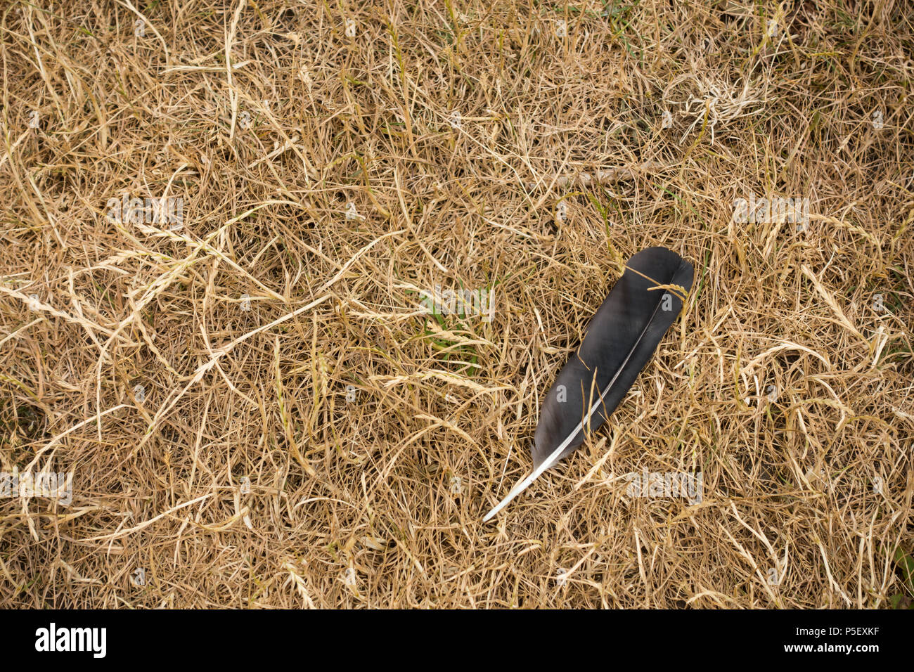 Un carrion crow feather acostado sobre pasto seco, REINO UNIDO El verano 2018 Foto de stock