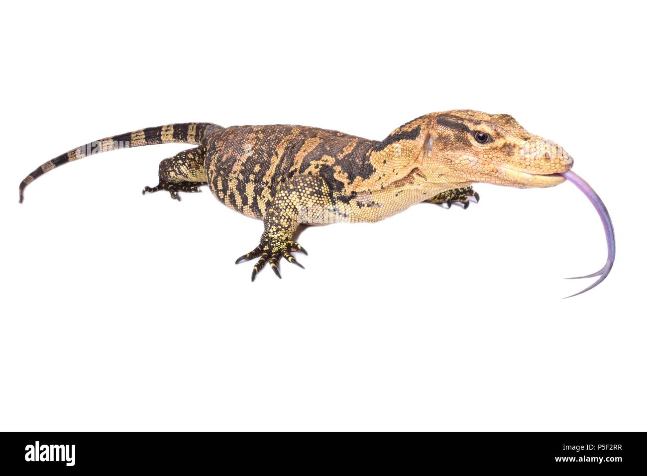El monitor de agua Filipino (Varanus cumingi) se encuentra en el sur de Filipinas, donde se distribuyen en Mindanao y unas pequeñas isla cercana Foto de stock