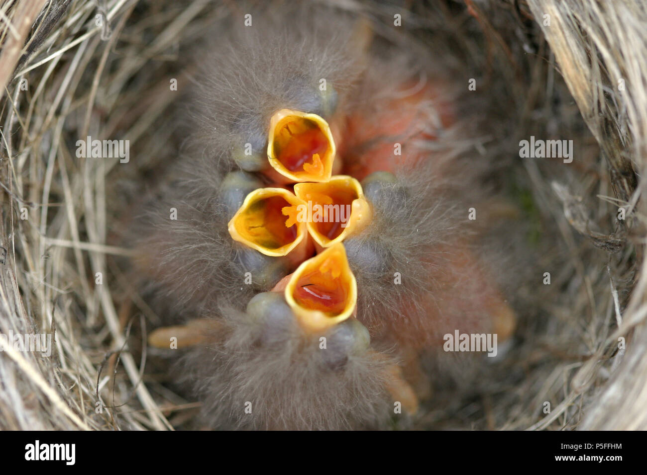 Bebé Robins en nido de querer ser alimentado Foto de stock
