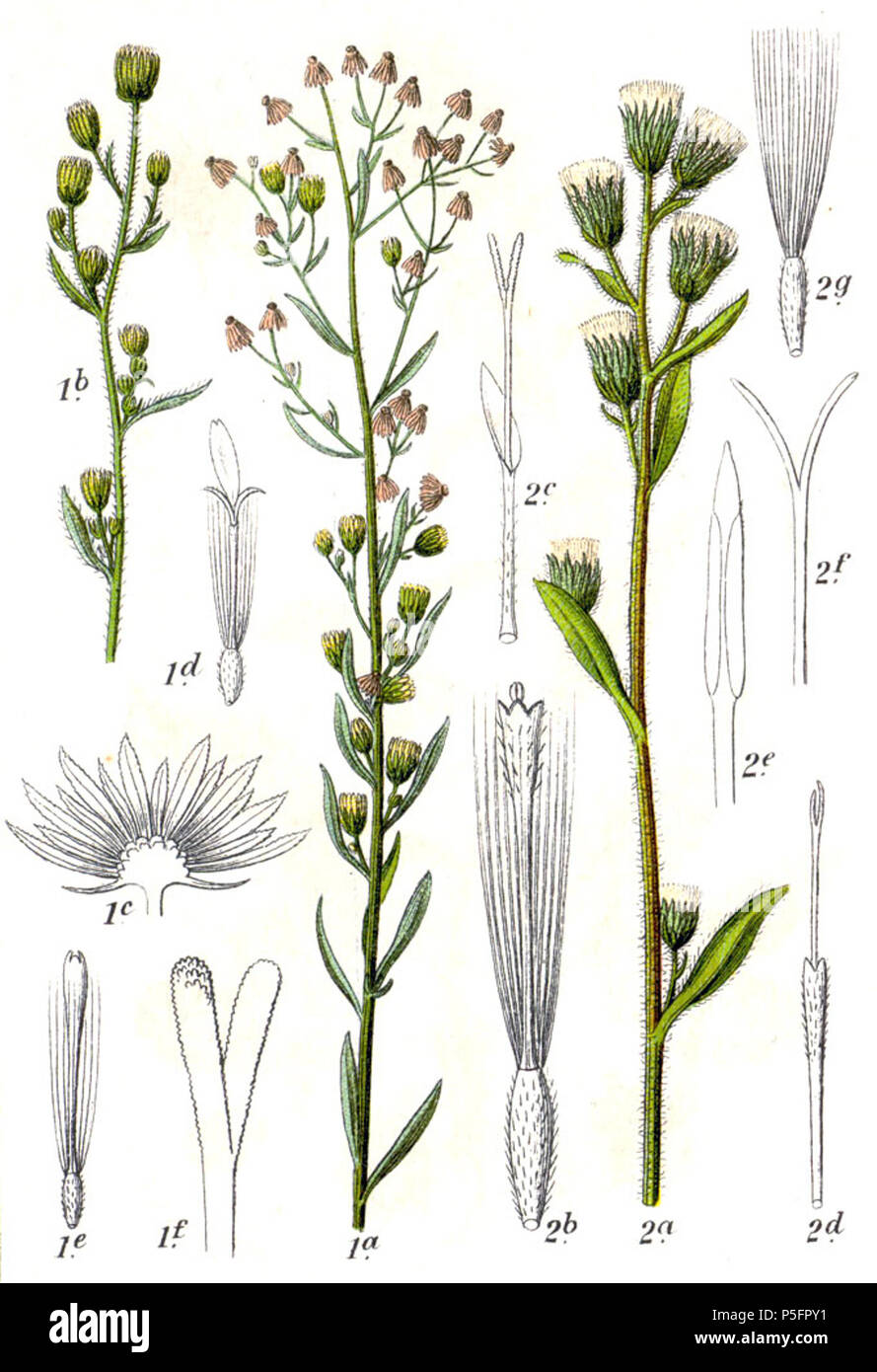 N/A. 1. Conyza canadensis (L.) Cronquist, syn. Erigeron canadensis L. 2. Erigeron acris L. Título original 1. Echtes Franzosenkraut, Erigeron canadensis 2. Gemeines Berufkraut, E. acris . 1796. Johann Georg Sturm (Pintor: Jacob Sturm) 143 Asteroideae spp Sturm10 Foto de stock