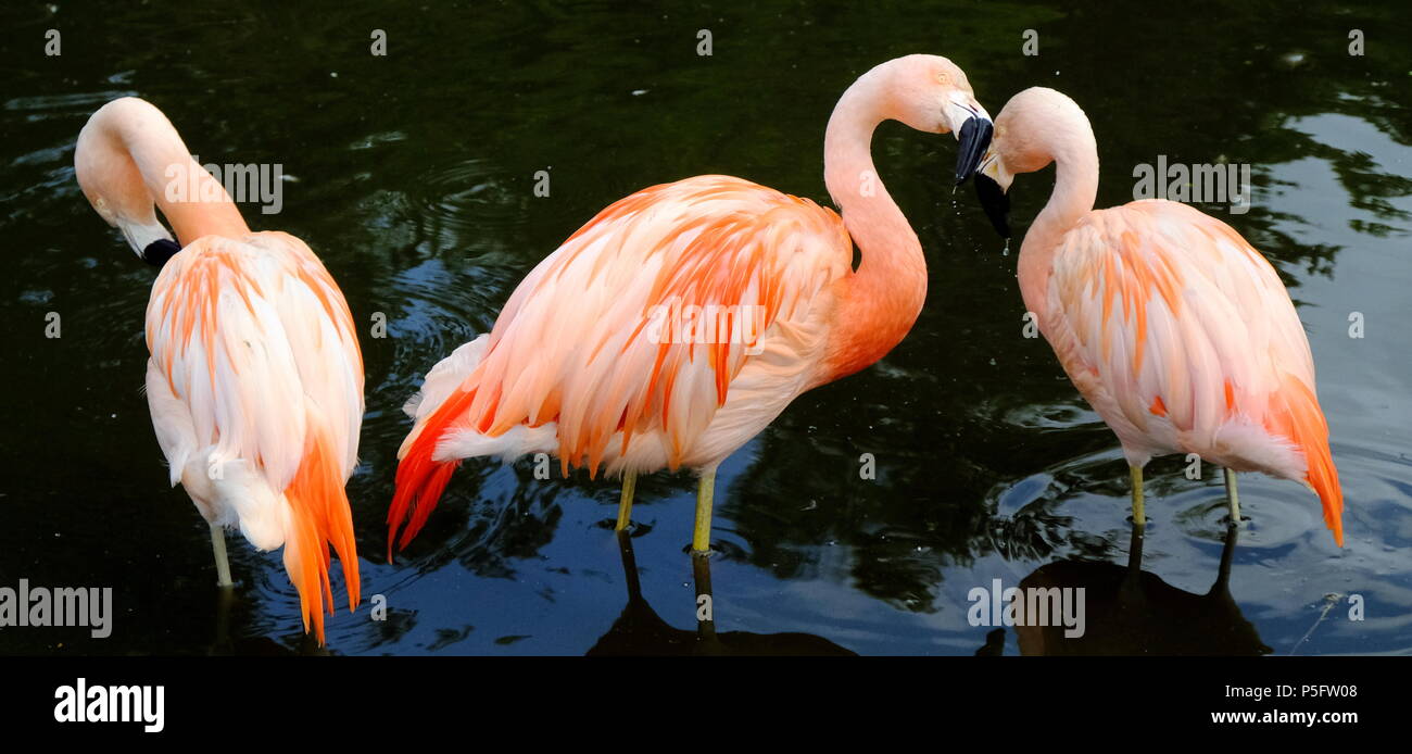 Fauna y aves exóticas Foto de stock