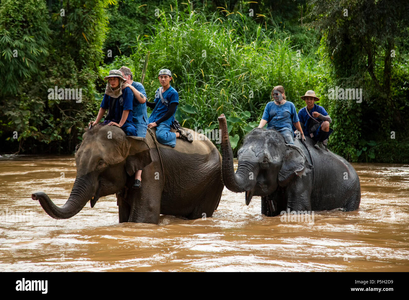 La gente que viaja el elefante asiático (Elephas maximus) en Río, elefantes tailandeses casa granja de elefantes, Keudchang Maetang, Chiang Mai, Tailandia Foto de stock
