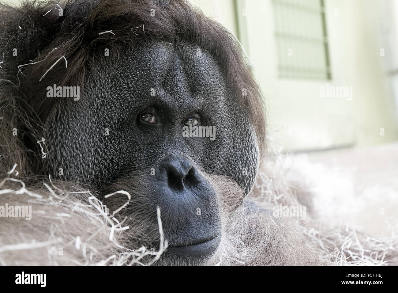 Orangután tumbado en el suelo en su jaula en el zoológico Hellabrunn de Múnich Foto de stock