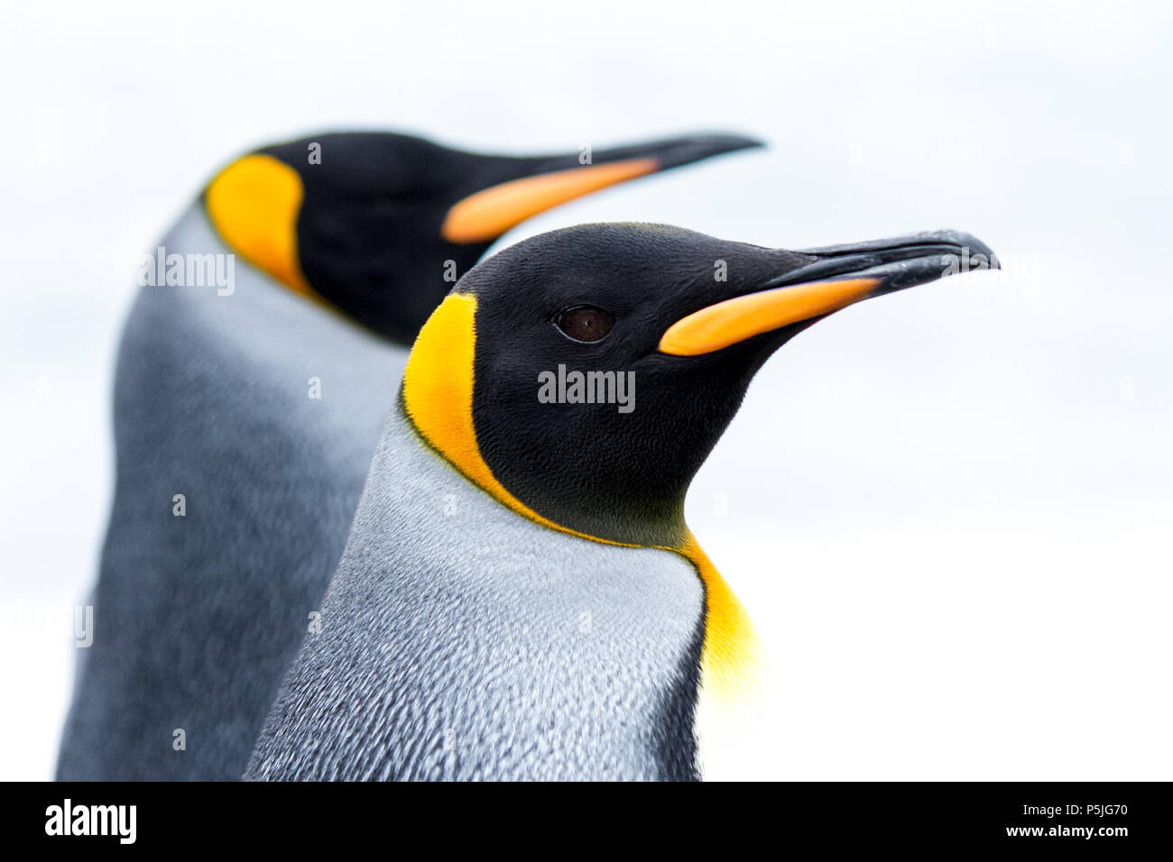 Retrato de una pareja de pingüinos rey. Foto de stock