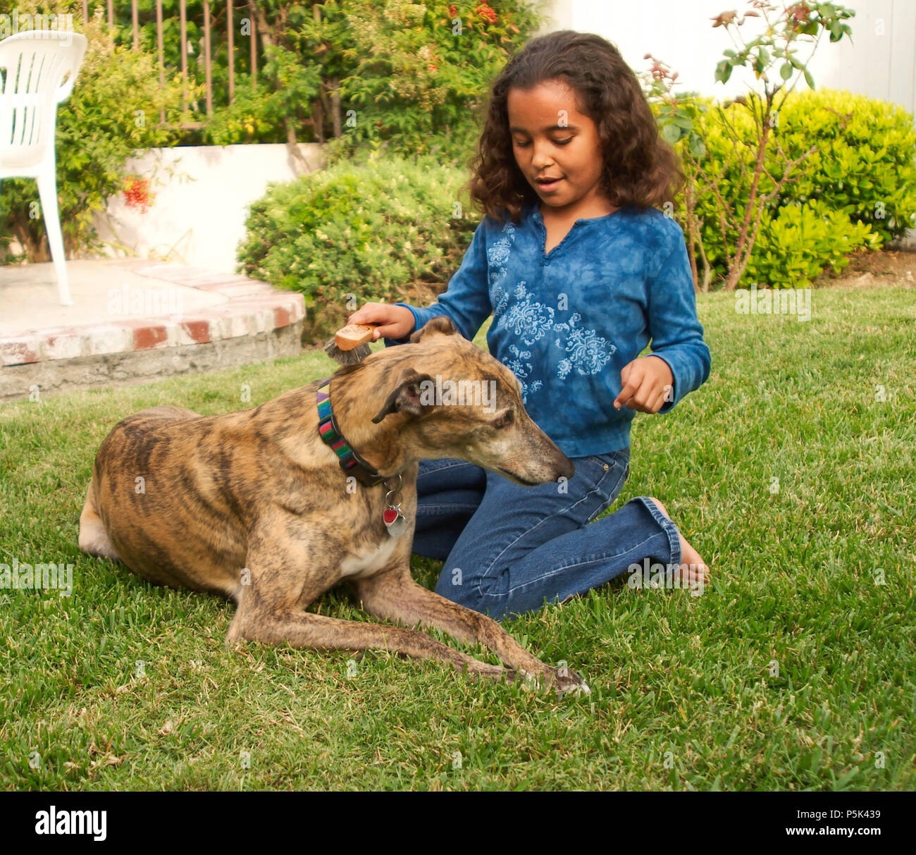 Chica de cepillado con un collar de perro greyhound fuera sobre la hierba  señor © Myrleen Pearson. Ferguson Cate Fotografía de stock - Alamy