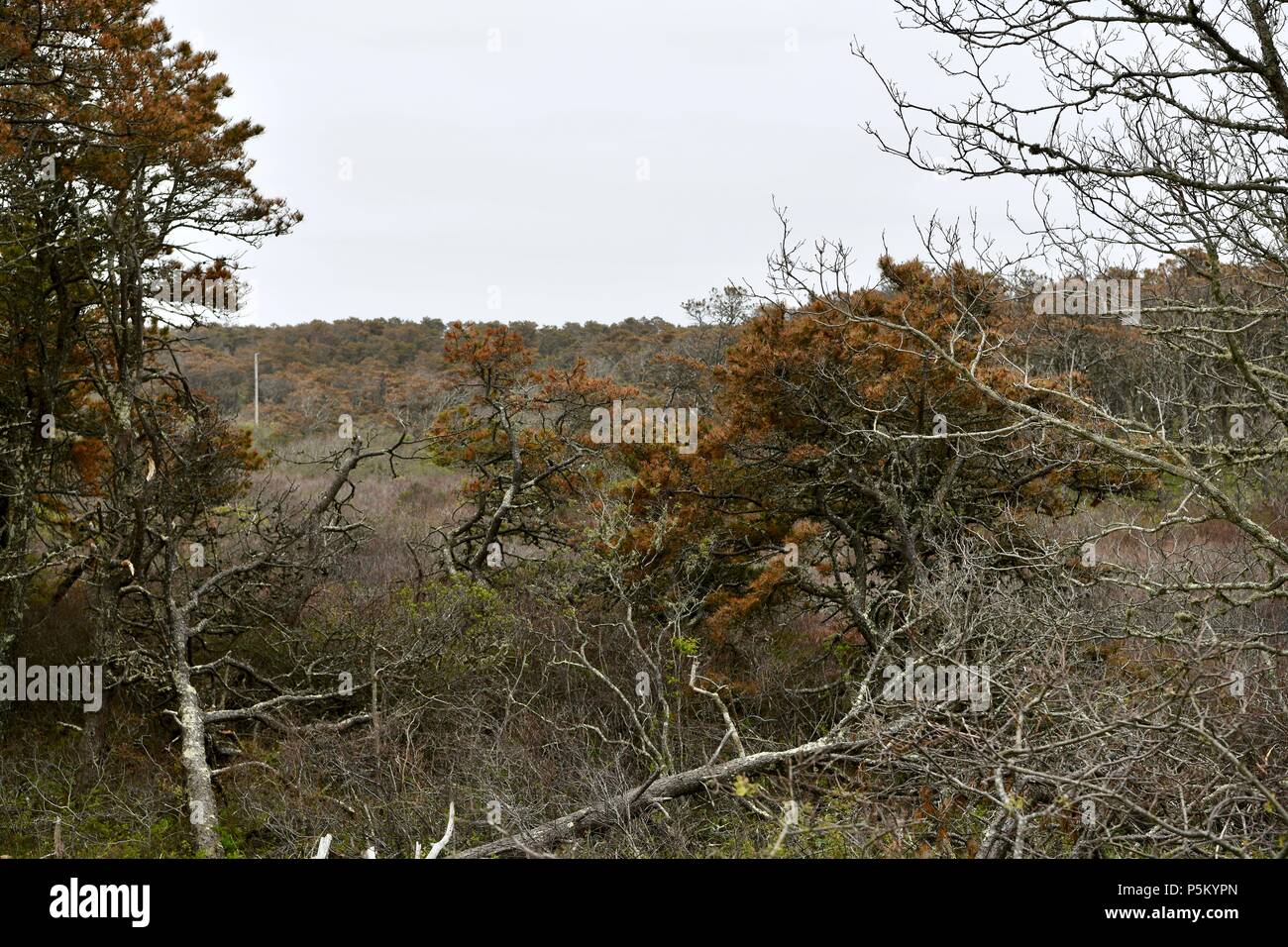 Vista de los árboles de una colina en Massachusetts, EE.UU. Foto de stock