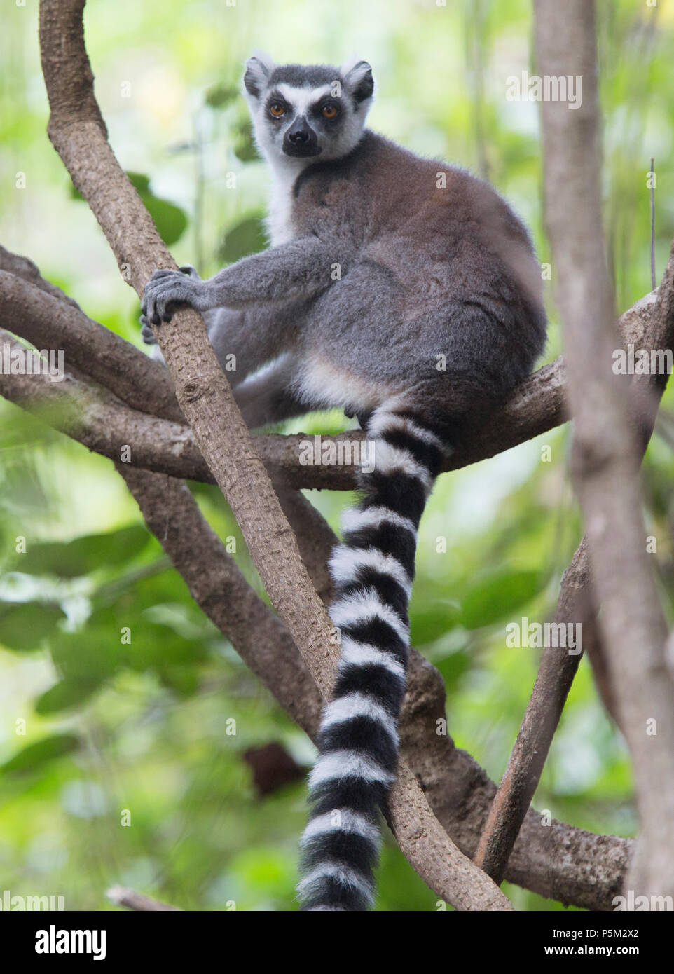 Lémur de cola anillada, Madagascar Foto de stock