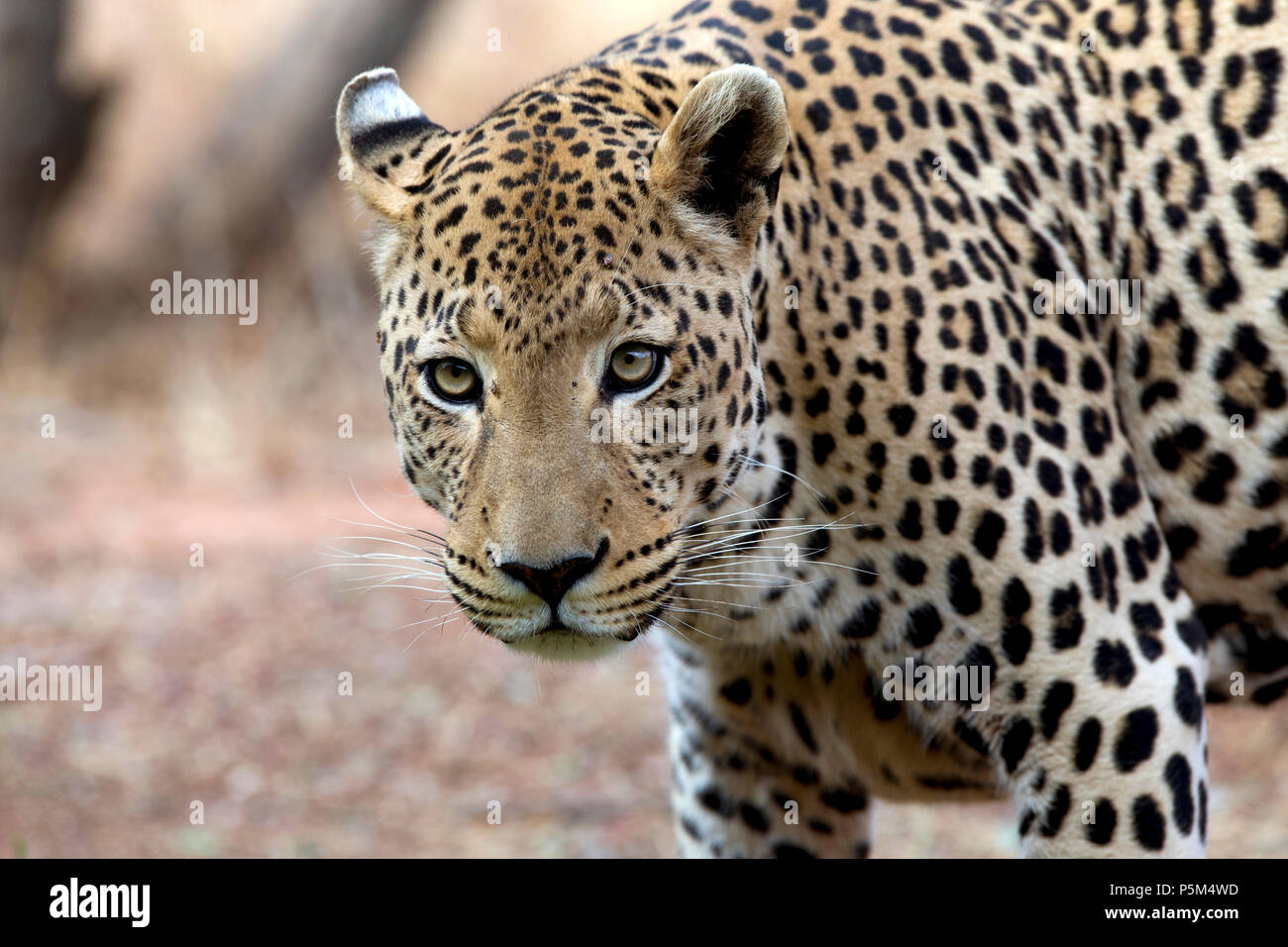 Leopardo macho, Namibia Foto de stock