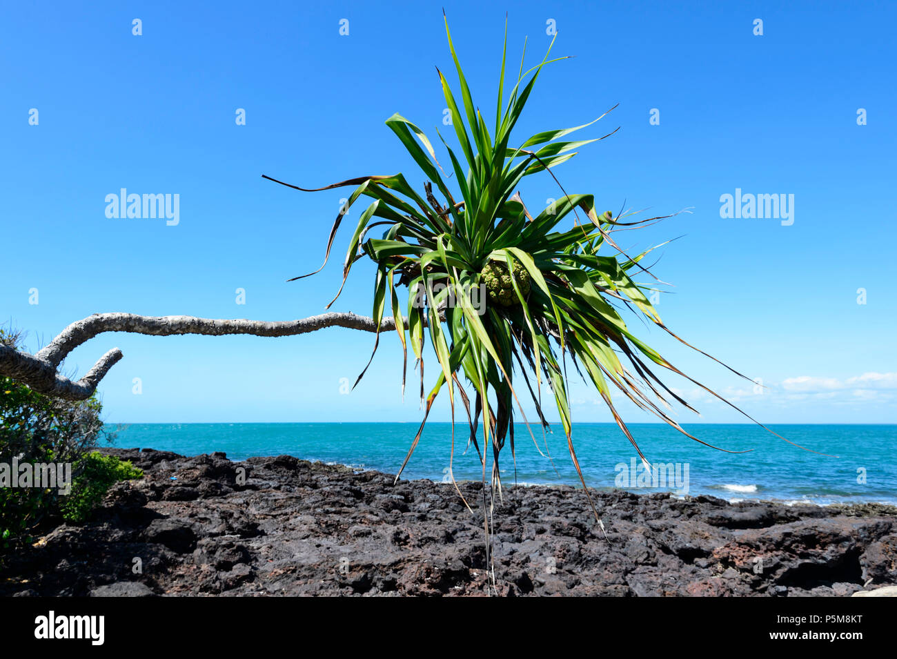 Un Pandanus Palm creciendo horizontalmente en Somerset, Península de