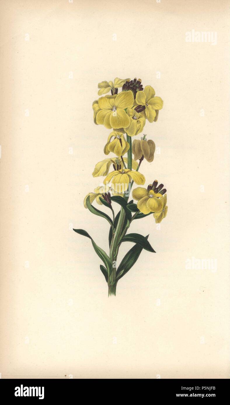 Alhelí, Cheiranthus fruticulosus silvestres. Ilustración botánica  Handcolored dibujado y grabado por William Clark de Rebecca Hey's 'Moral de  Flores