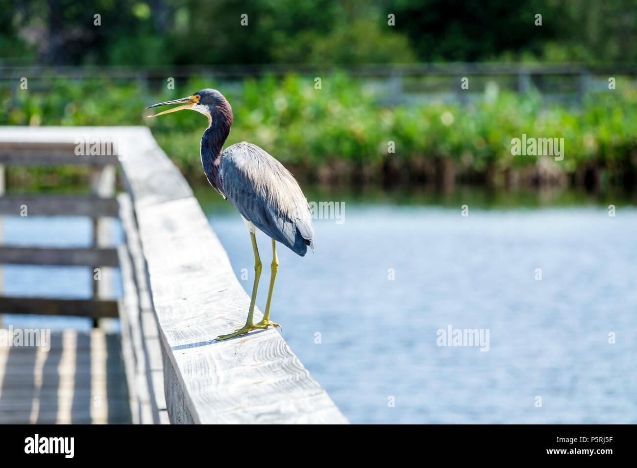 Delray Beach Florida, wetlands Wakodahatchee, naturaleza reserva de vida silvestre, parque, paseo marítimo, sendero, hábitat de aves protegidas, proyecto de recuperación de agua, tricolor Foto de stock