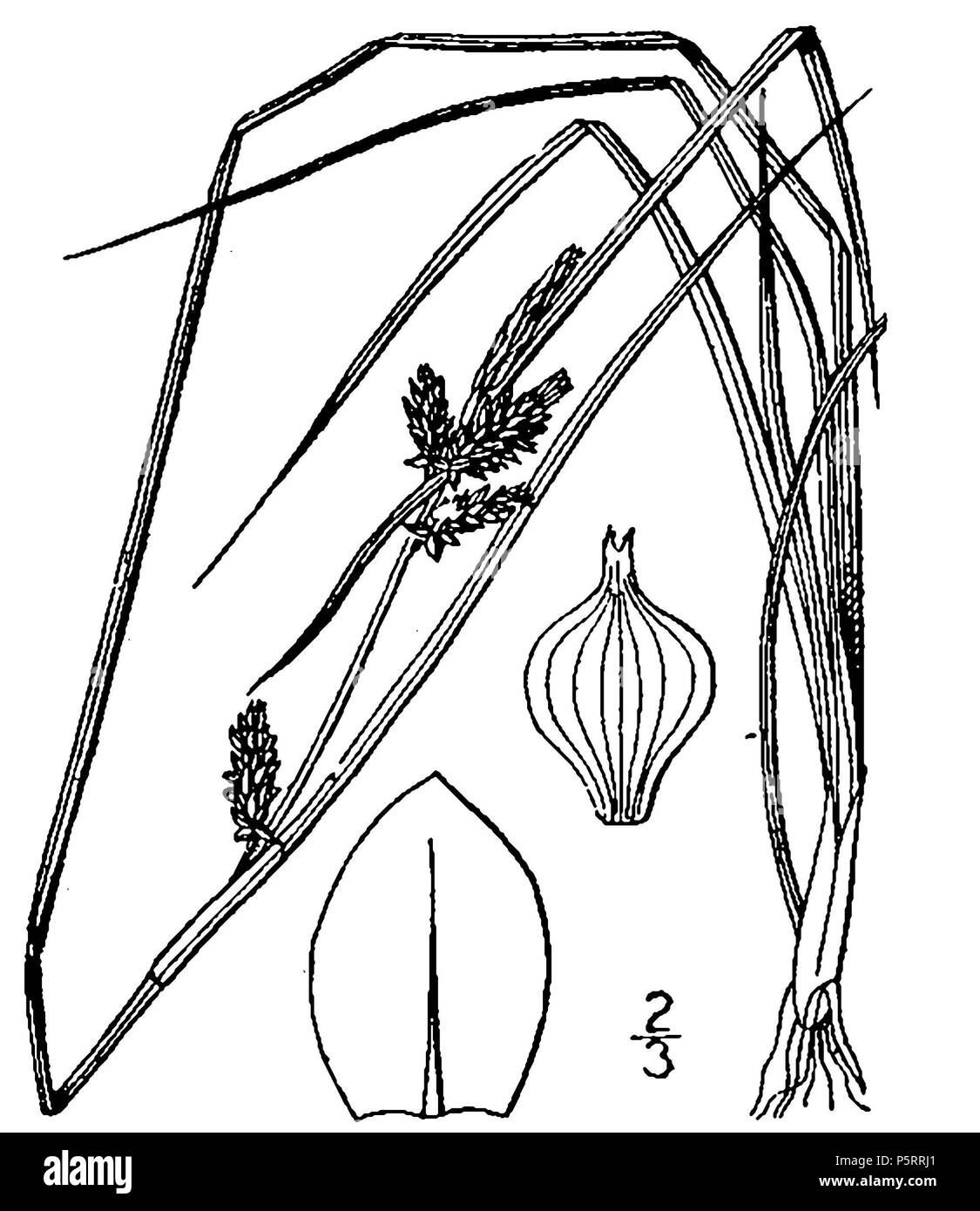 N/A. Inglés: Carex serotina, poco verde juncia Nederlands: Dwergzegge . Base de datos de plantas de USDA-NRCS / Britton, N.L., y A. Brown. 1913. Un ilustrado de la flora del norte de Estados Unidos, Canadá y las posesiones británicas. 3 vols. Charles Scribner's Sons, New York. Vol 1: 429. 271 Carex serotina, caoe 001 PVD Foto de stock
