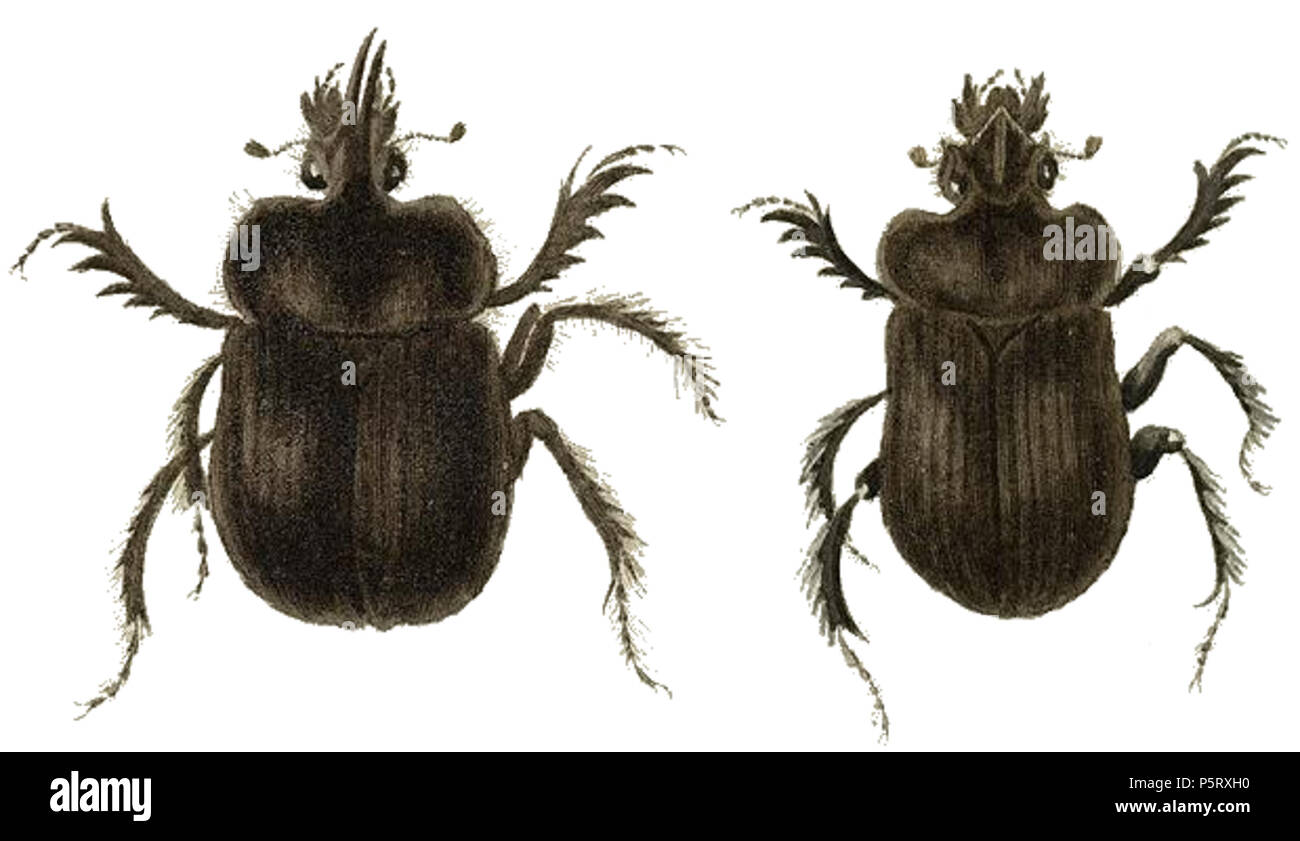 286 Ceratophyus polyceros Foto de stock