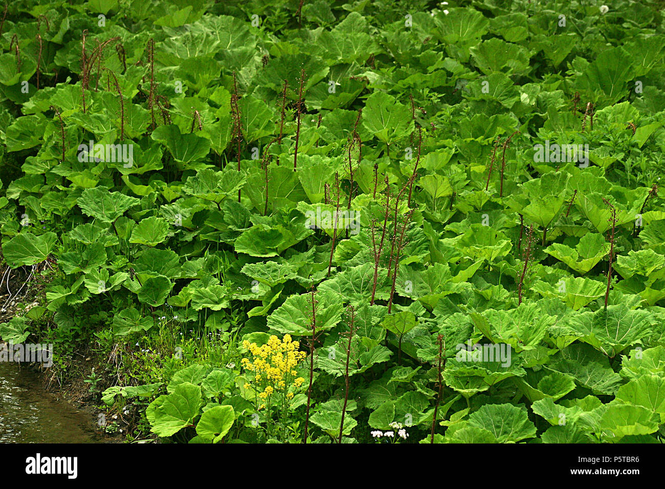 Gran superficie cubierta en hojas Butterburs Foto de stock