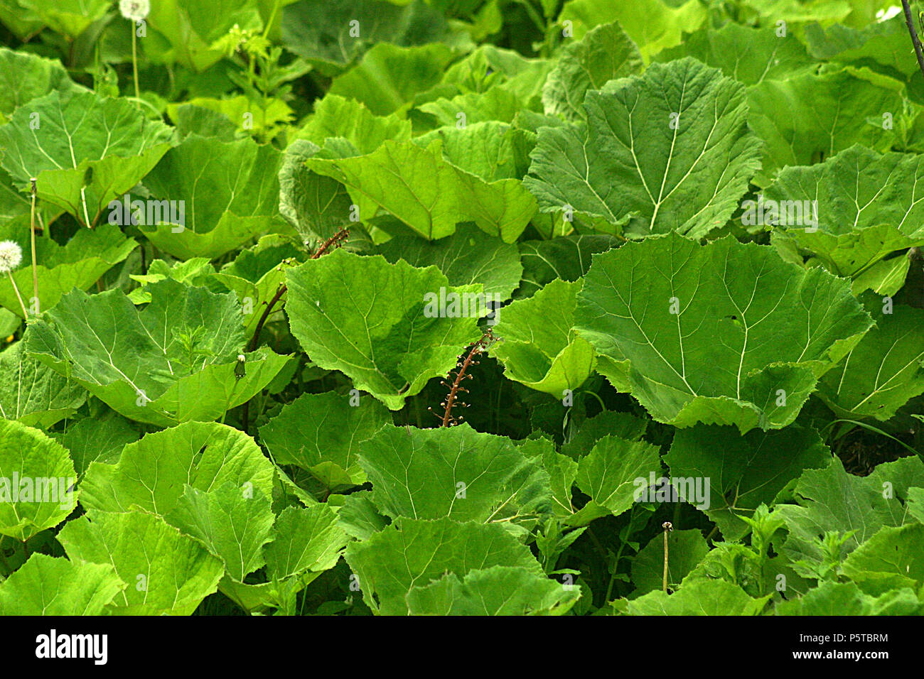 Gran superficie cubierta en hojas Butterburs Foto de stock