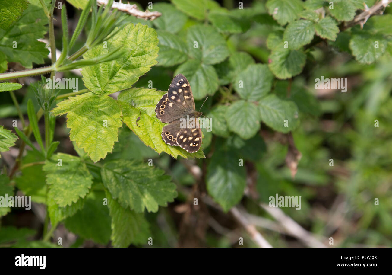 Mariposa Pararge aegeria madera moteado descansando en la hoja Devon UK Foto de stock