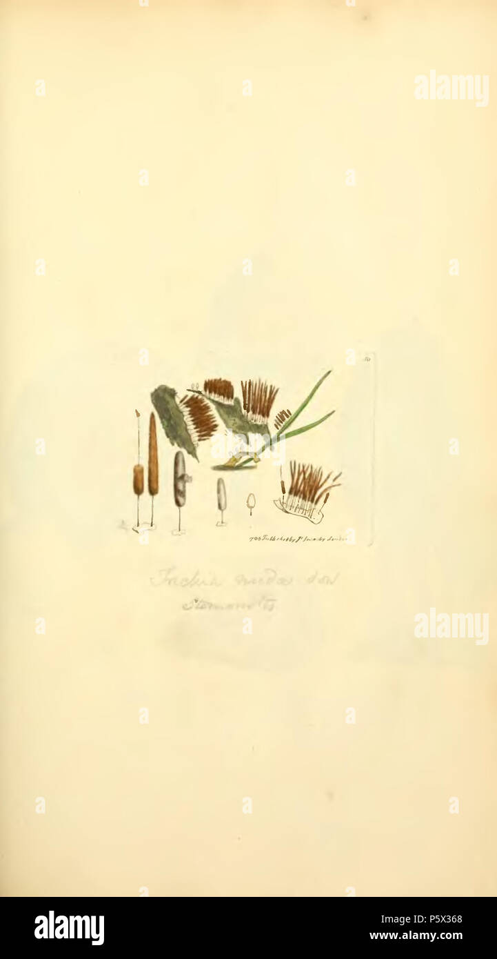 370 figuras coloreadas de Inglés Los hongos o setas t. 50 Fotografía