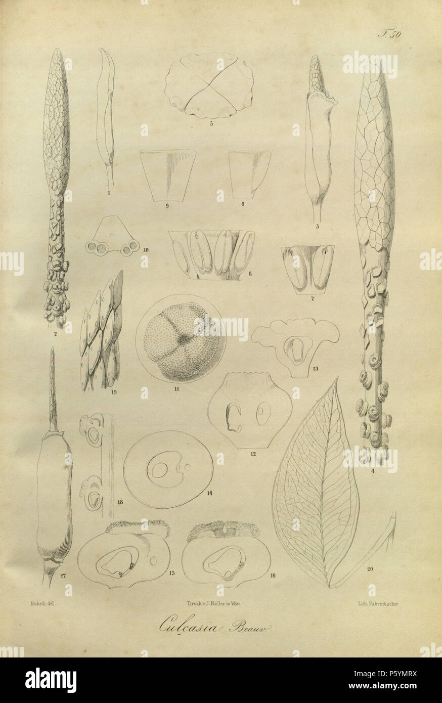 N/A. Placa de Schott, H.W., géneros Aroidearum exposita, t. 50 (1858) [E. Nickelli] . Schott, H.W., géneros Aroidearum exposita, t. 50 (1858) [E. Culcasia Nickelli] 394 scandens00 Foto de stock