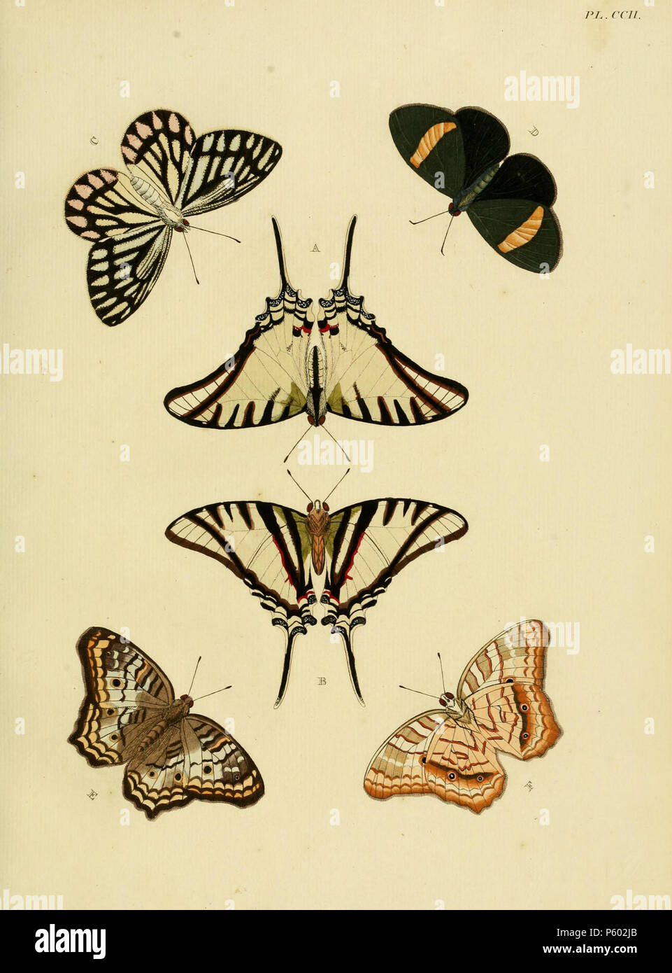 N/A. Placa CCII A, B: '(Papilio) Protesilaus" ( = Protesilaus protesilaus (Linnaeus, 1758), véase Funet. Foto Buttereflies neotropicales. C: '(Papilio) Eucharis" ( = Delias eucharis (Drury, 1773), véase Funet. Hembra. Macho en la placa 201 C. D: '(Papilio) Pelasgus" ( = Castnius pelasgus (Cramer, [1779]), véase Funet y mariposas y polillas del mundo, NHM. Fotos de Hétérocères de Guyane Française. E: "(Papilio) Anartia Jatrophae jatrophae" ( = (Linnaeus, 1763), véase Funet en el registro escrito como 'JATROPHA' (error). . 1782 . Pieter Cramer (1721 - 1776) y Caspar Stoll (entre 1725 a Foto de stock