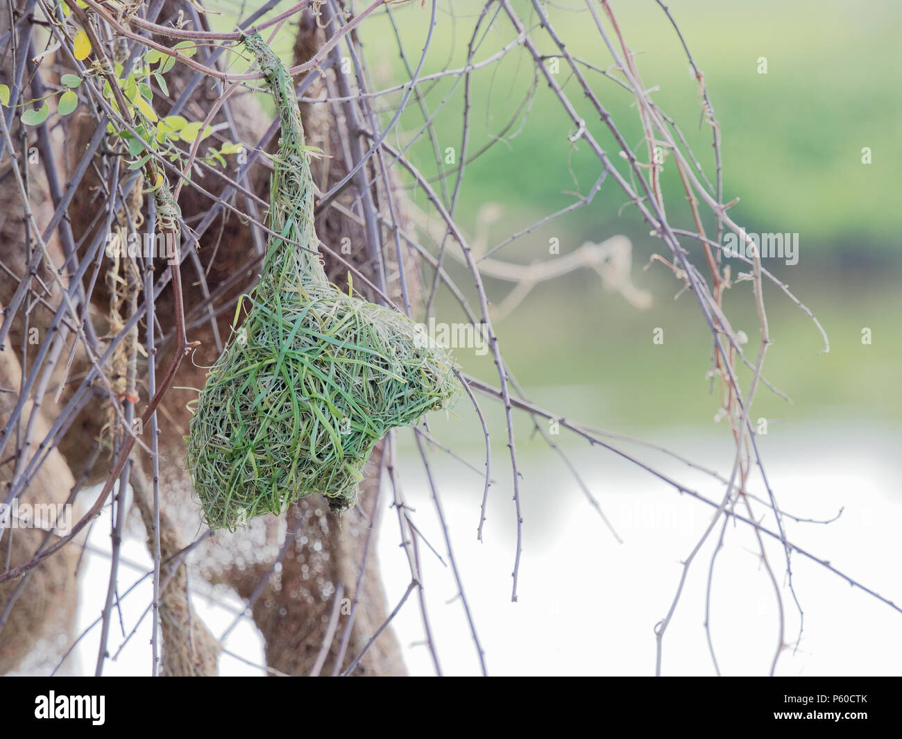Tejedor vacío nido de pájaro hechas por hierba seca o paja en árbol en Granja al aire libre con fondo desenfocado Foto de stock