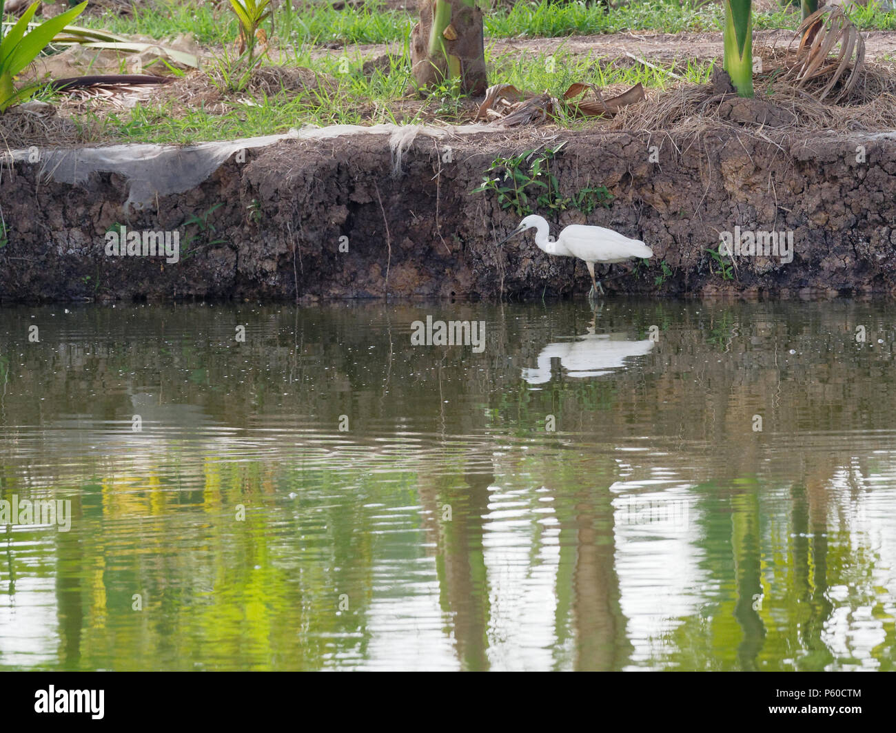 Gran garceta Blanca el acecho de aves zancudas y para cazar peces de estanque de peces de piscifactoría con reflejo en el agua Foto de stock