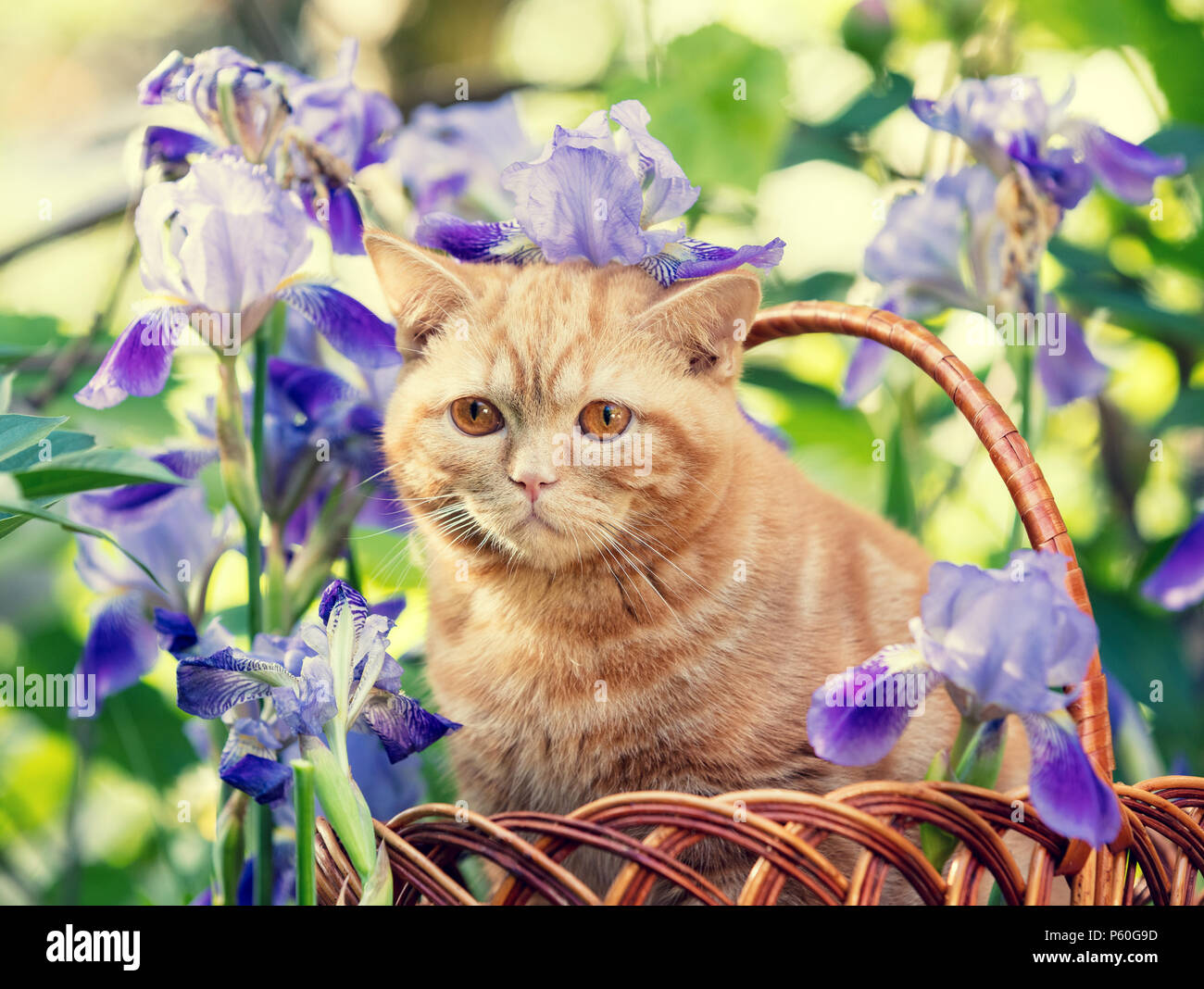 Jengibre lindo gatito sentado en flores de iris en el césped Foto de stock