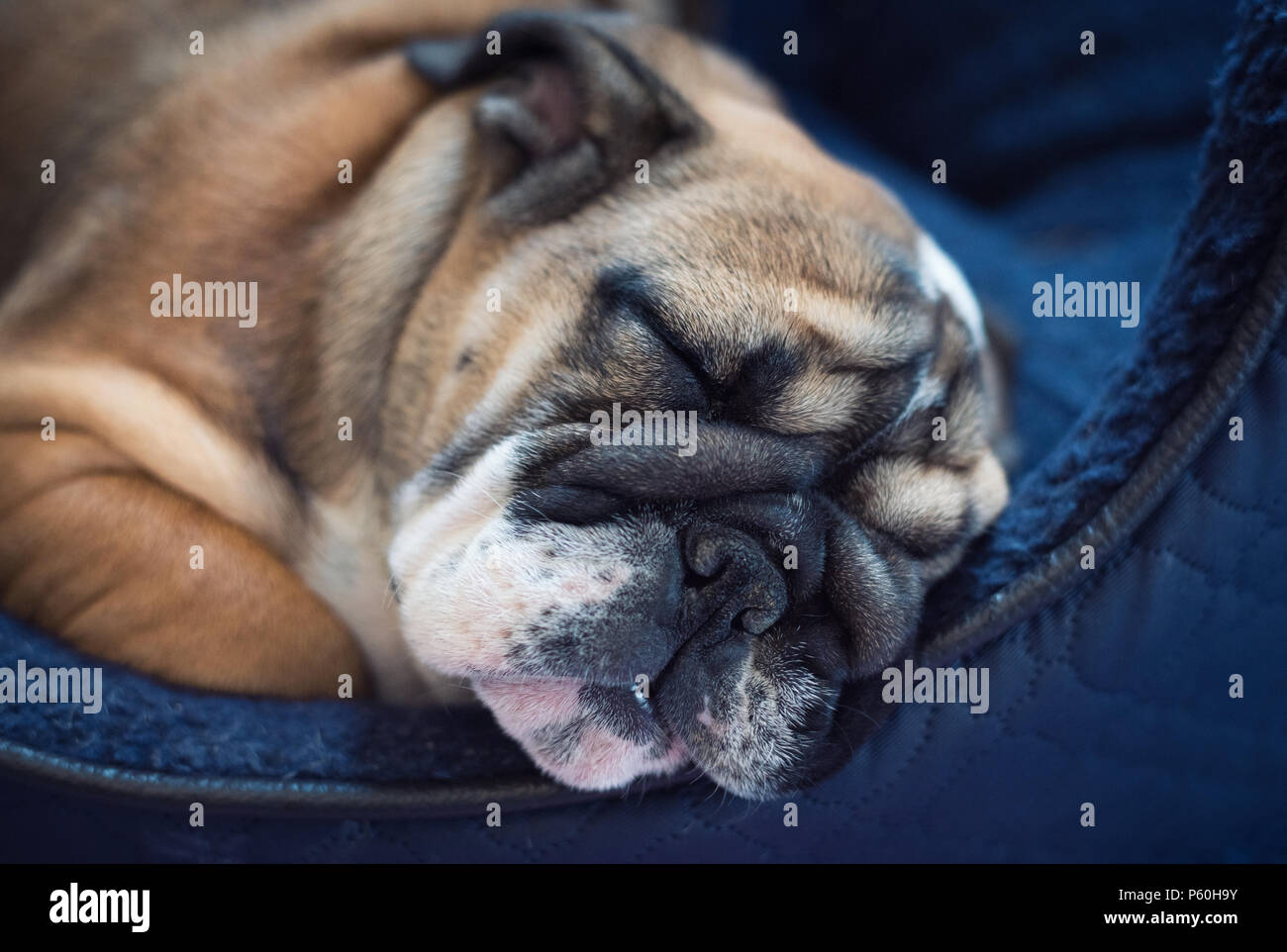 Rojo y blac cachorro bulldog inglés de 3 meses durmiendo en el Blue dogbed después de jugar en el jardín Foto de stock