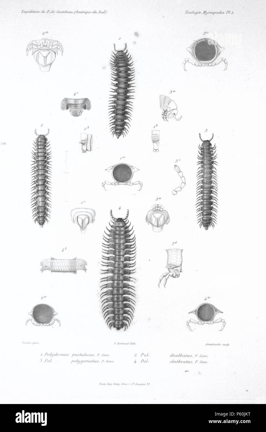 N/A. (Top) Polydesmus pustulosus P. Gerv. = Chondrodesmus pustulosus (Gervais, 1847) (1a: Sección transversal de exoesqueleto, 1b: segmento de lateral, 1c: hind final del caudal) (izquierda) Pol[ydesmus] dealbatus P. Gerv. = Aphelidesmus dealbatus (Gervais, 1847) (2a: hind final de ventrales, 2b: segmento de lateral, 2[c]: Sección transversal de exoesqueleto) (derecha) Pol[ydesmus] polygonatus P. Gerv. = Tribrachiorus polygonatus (Gervais, 1847) (3a: desde el extremo delantero lateral, 3b, 3c: antena: sección transversal de exoesqueleto, 3d: segmento de lateral, 3[e]: hind final del caudal) (parte inferior) Pol[ydesmus] clathratus P. Gerv. Foto de stock